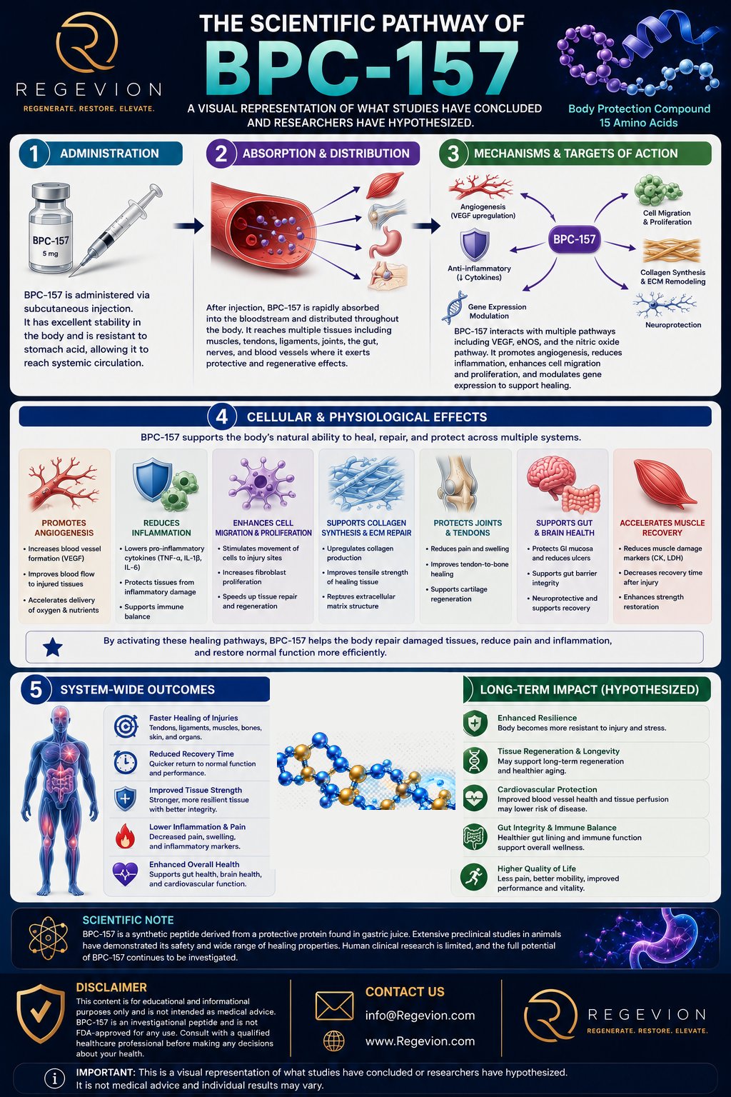 BPC-157 scientific pathway infographic