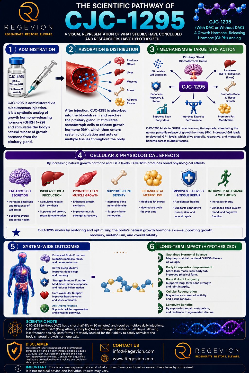 CJC-1295 scientific pathway infographic