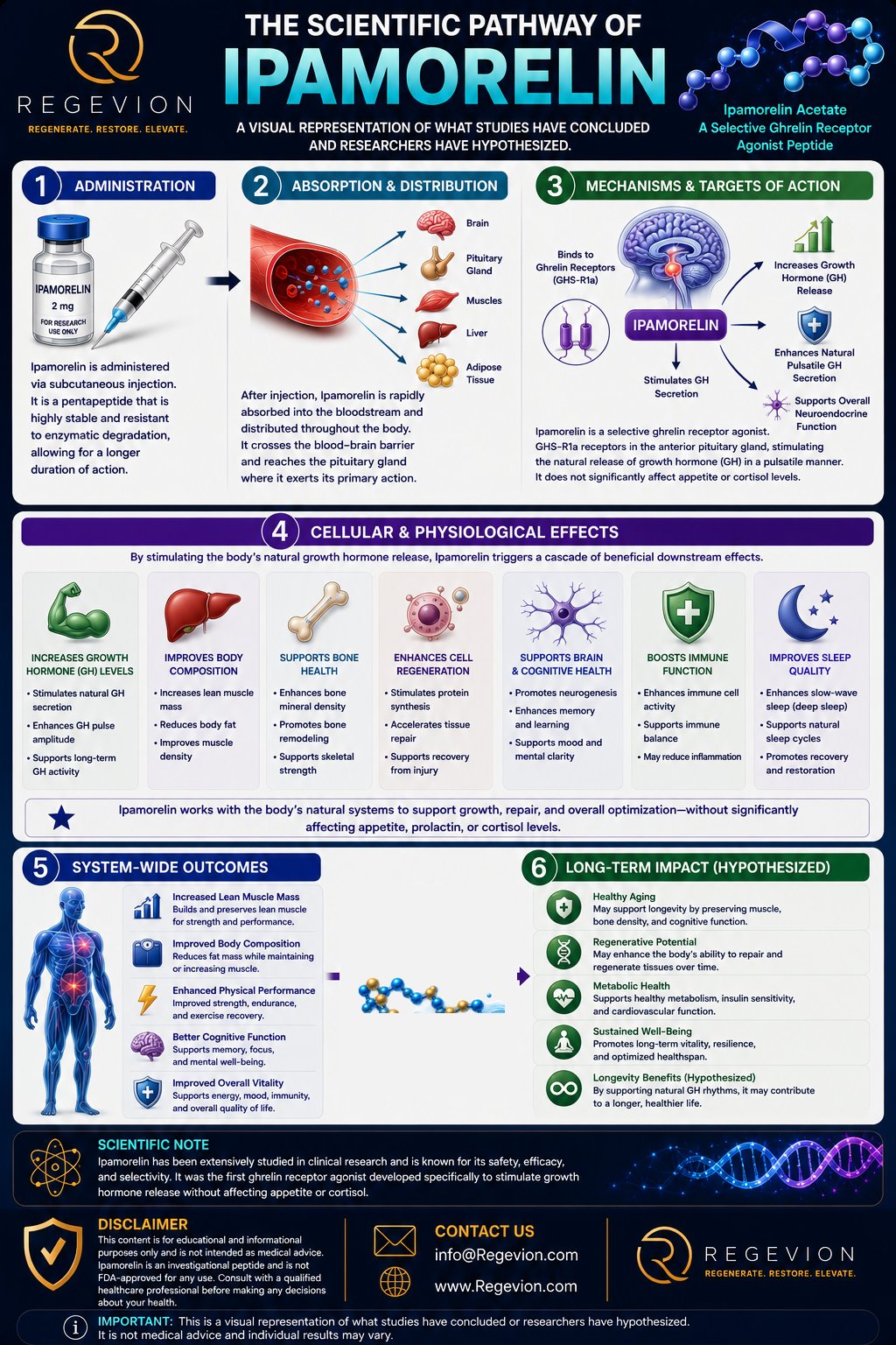 Ipamorelin scientific pathway infographic