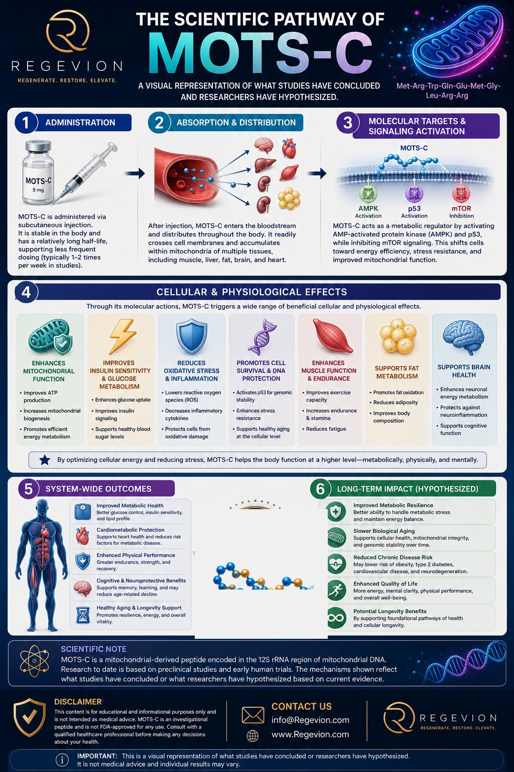 MOTS-c scientific pathway infographic