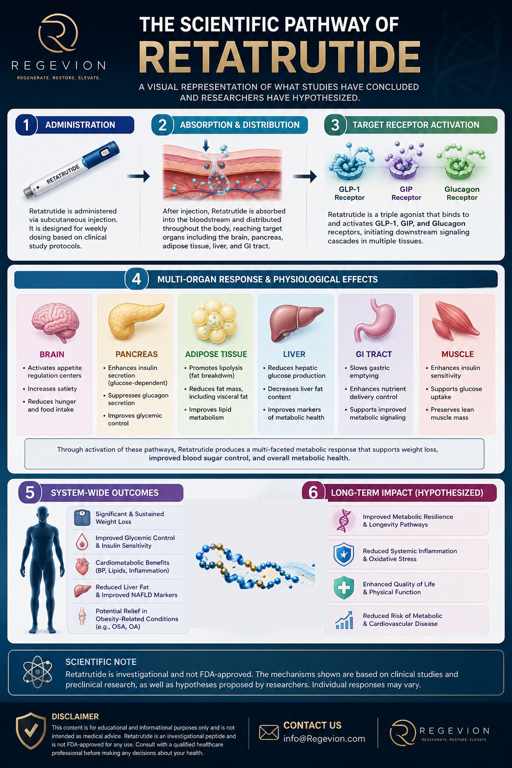 Retatrutide scientific pathway infographic