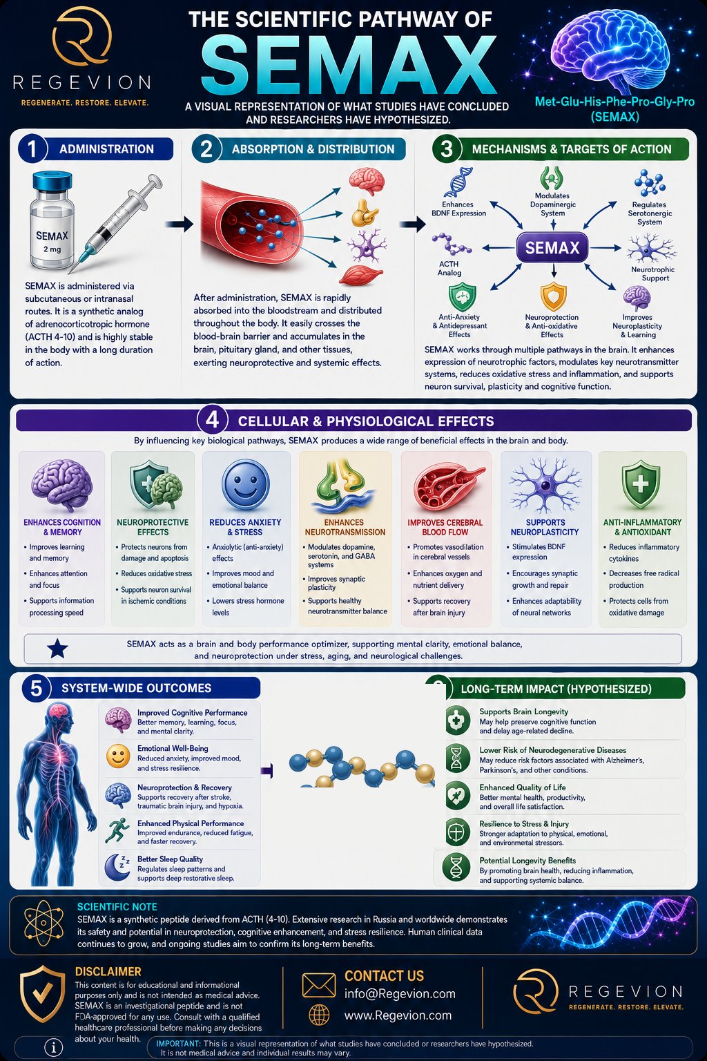 Semax scientific pathway infographic