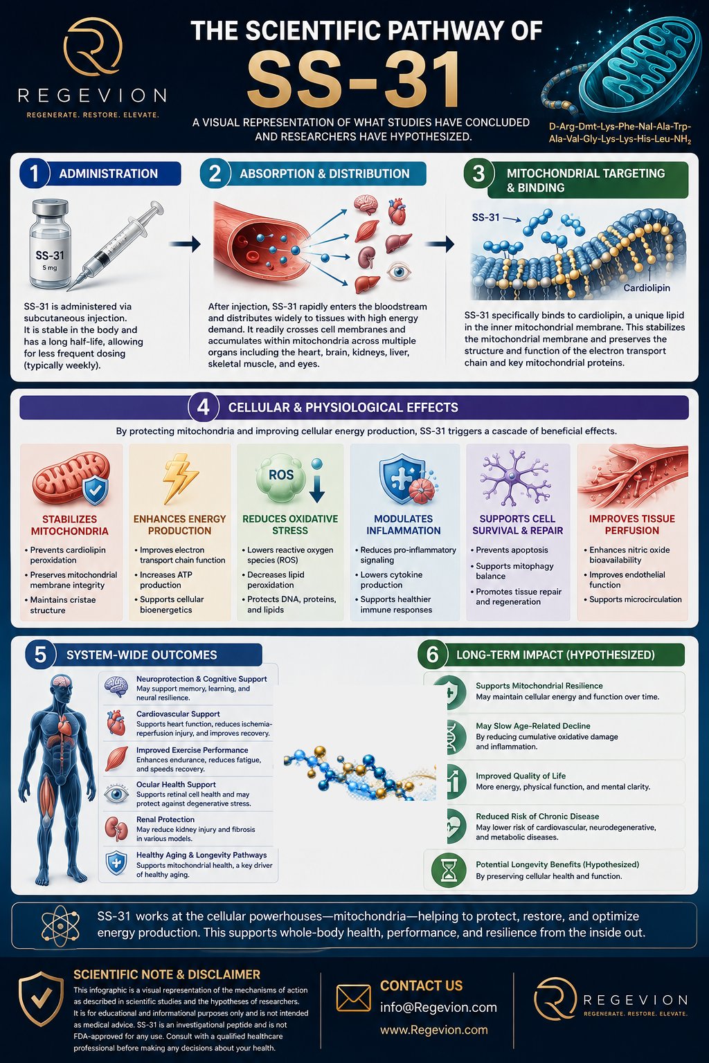 SS-31 scientific pathway infographic