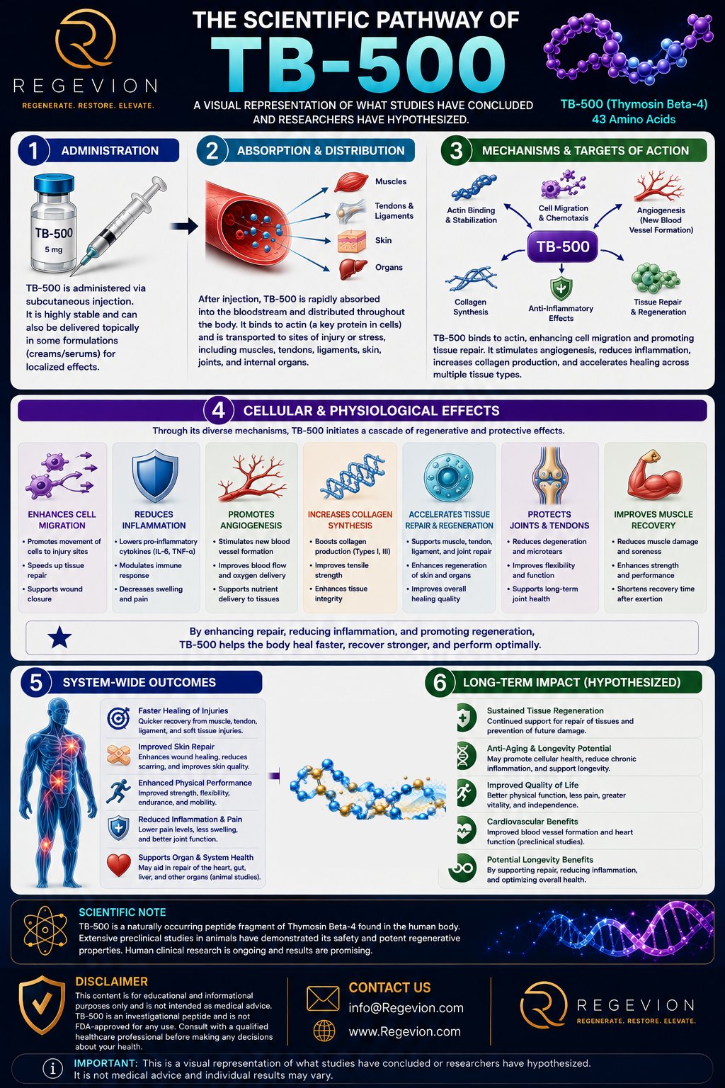 TB-500 scientific pathway infographic